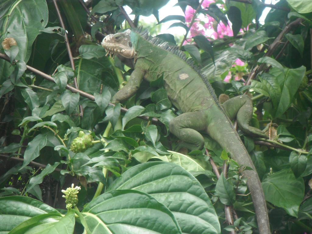 Classique International In Dominica Marigot Cameră foto