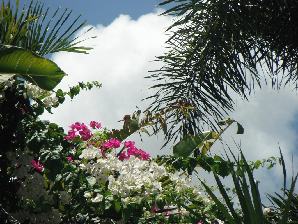Classique International In Dominica Marigot Cameră foto